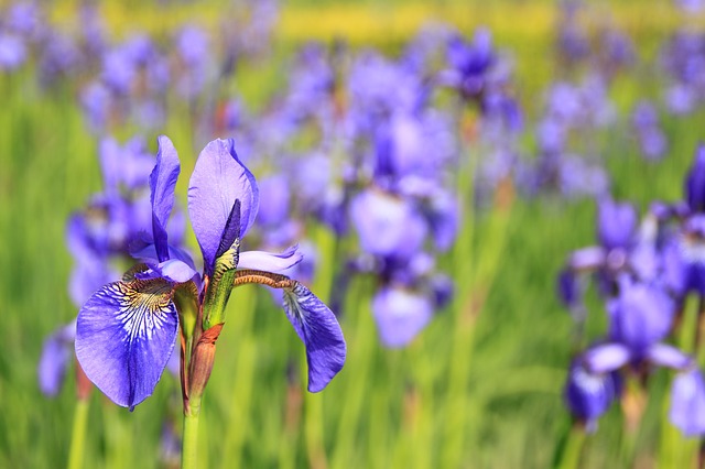 Aria di primavera: preparare il giardino alla nuova stagione